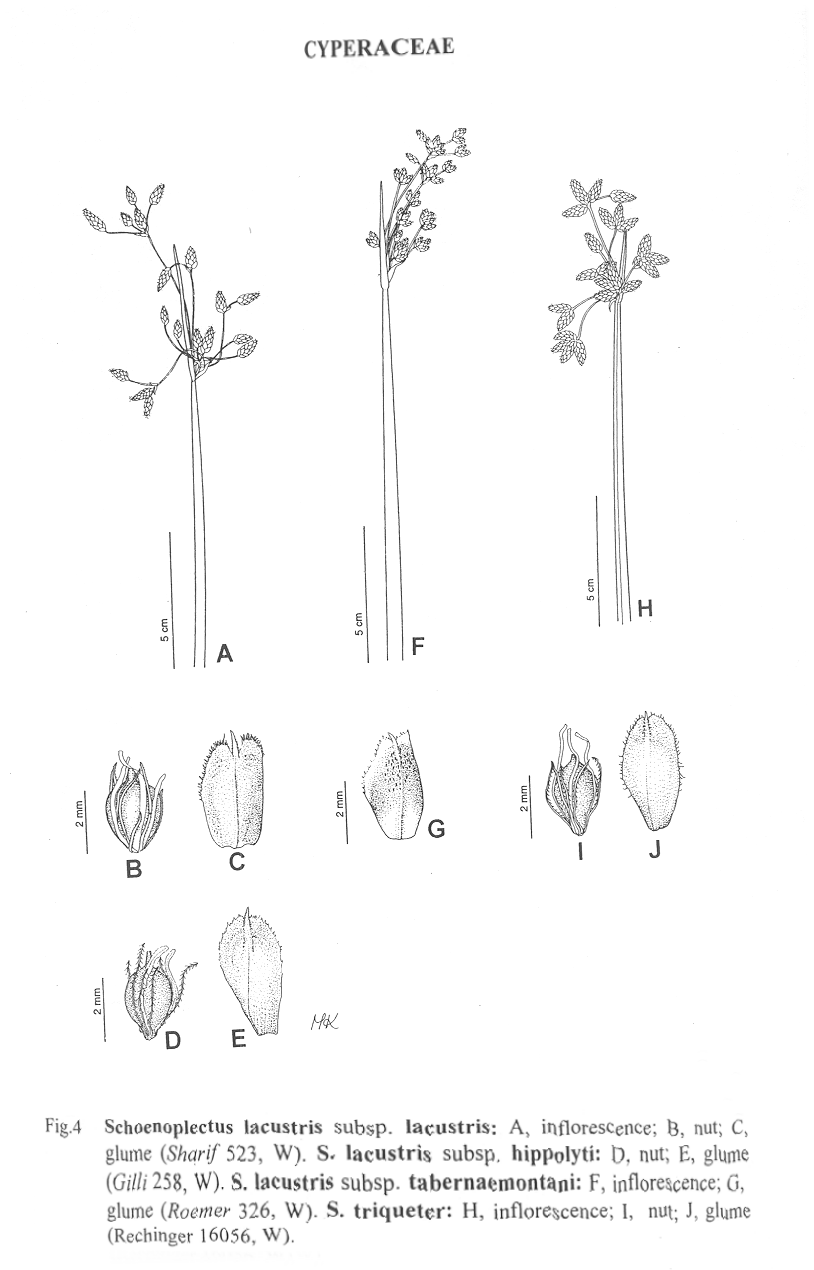 Illustration Schoenoplectus lacustris