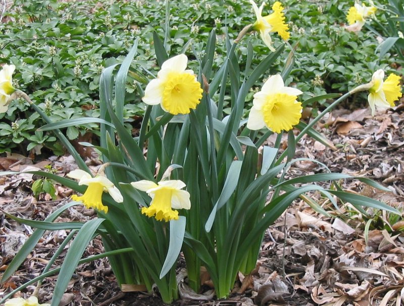http://flora.huh.harvard.edu/FloraData/1001/Images/Amaryllidaceae/Amaryllidaceae-Narcissus%20sp-142.jpg