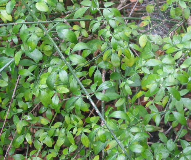 Oleaceae-Jasminum%20nudiflorum-001.jpg