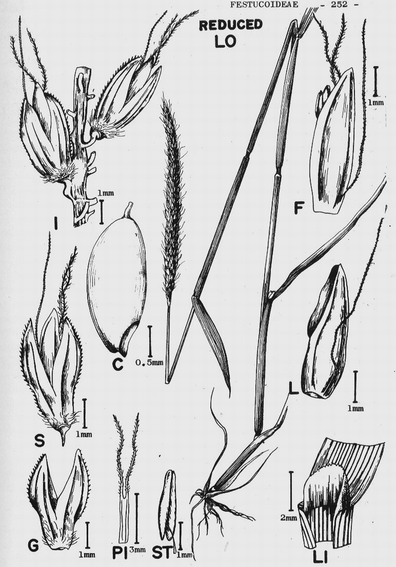 File:abelha-cachorro - Trigona spinipes - em flor de açoita-cavalo-graúdo  Luehea grandiflora Mart. & Zucc. (Malvaceae) 01.jpg - Wikimedia Commons