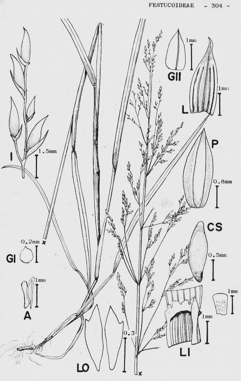 File:abelha-cachorro - Trigona spinipes - em flor de açoita-cavalo-graúdo  Luehea grandiflora Mart. & Zucc. (Malvaceae) 01.jpg - Wikimedia Commons