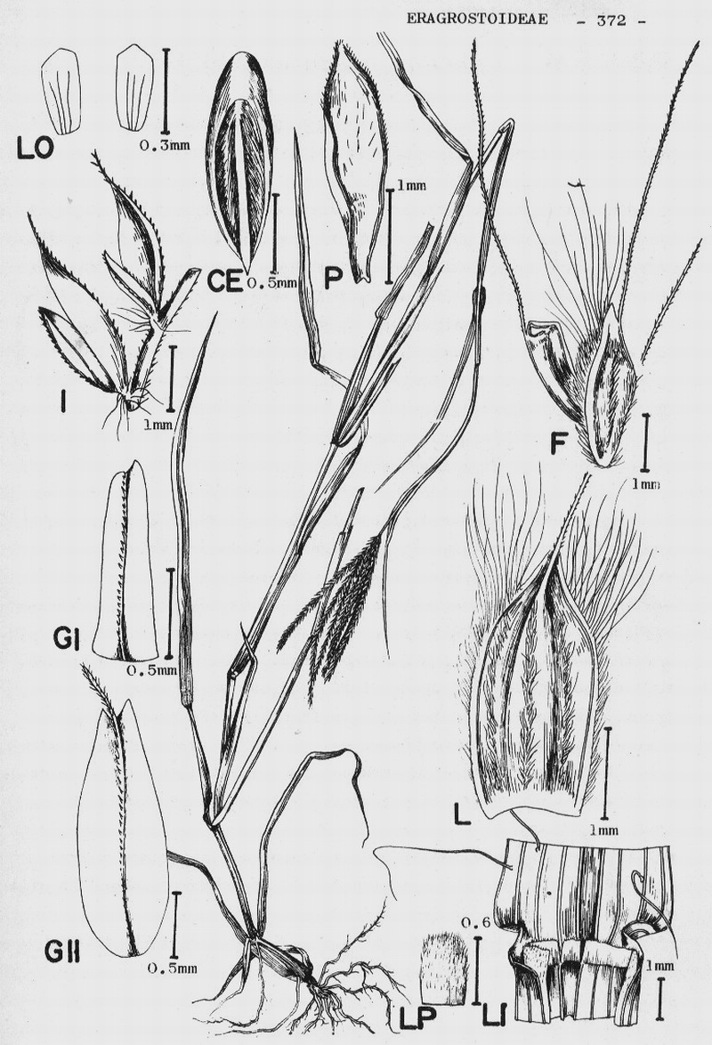 File:abelha-cachorro - Trigona spinipes - em flor de açoita-cavalo-graúdo  Luehea grandiflora Mart. & Zucc. (Malvaceae) 01.jpg - Wikimedia Commons