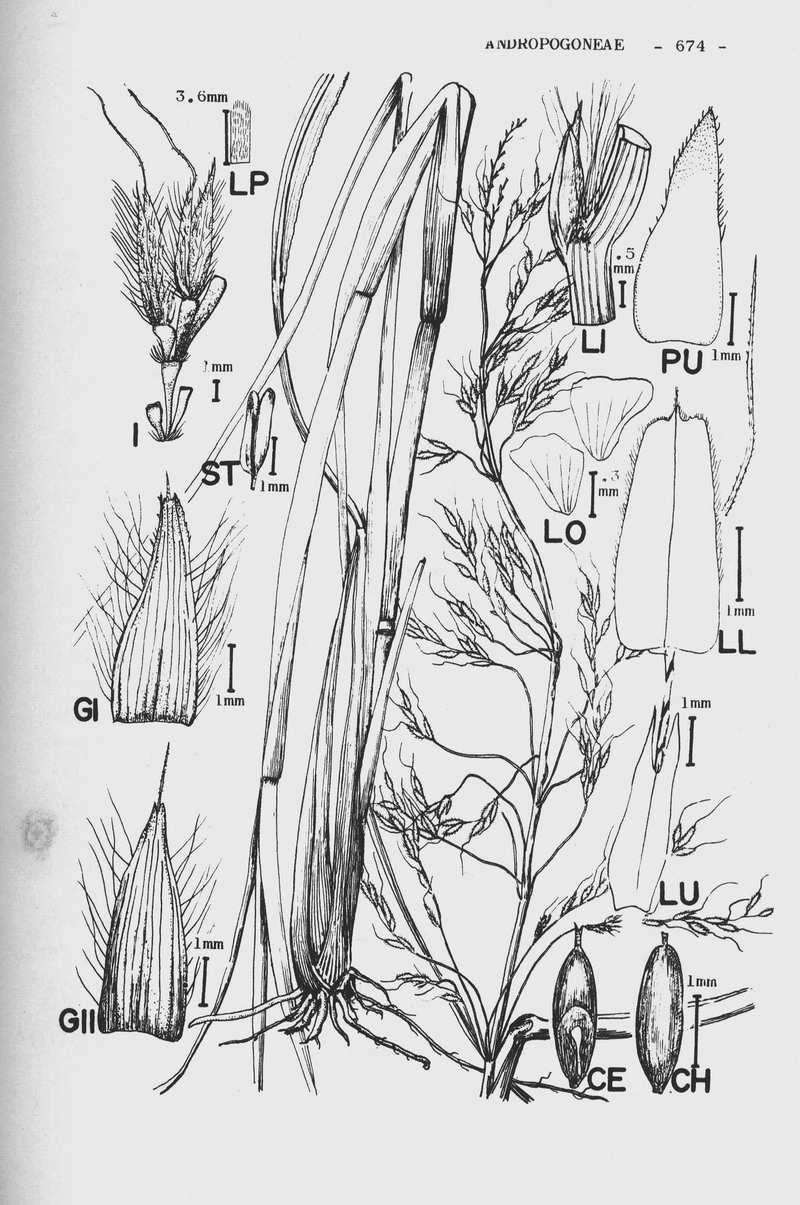 File:abelha-cachorro - Trigona spinipes - em flor de açoita-cavalo-graúdo  Luehea grandiflora Mart. & Zucc. (Malvaceae) 01.jpg - Wikimedia Commons