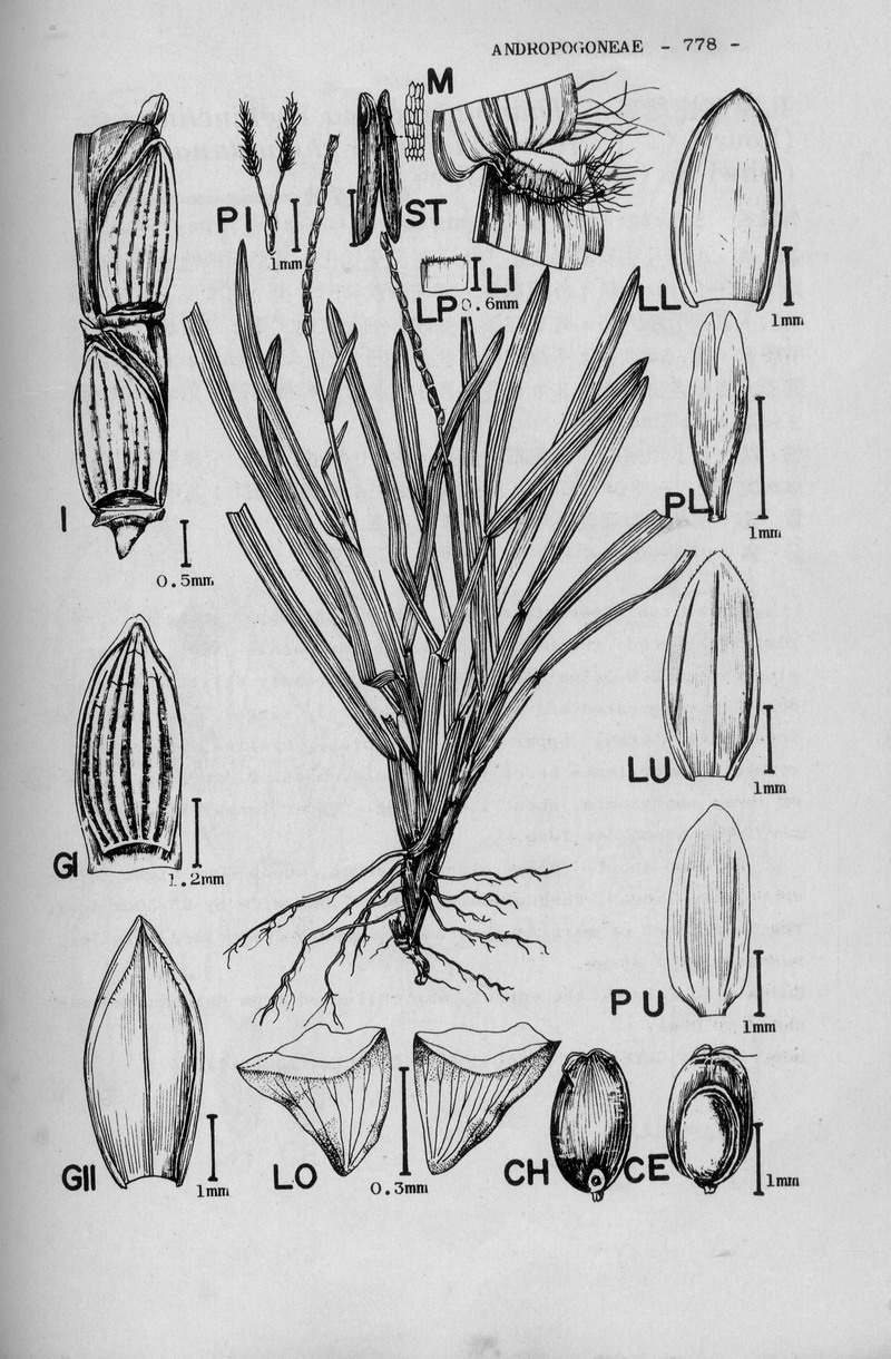 File:abelha-cachorro - Trigona spinipes - em flor de açoita-cavalo-graúdo  Luehea grandiflora Mart. & Zucc. (Malvaceae) 01.jpg - Wikimedia Commons