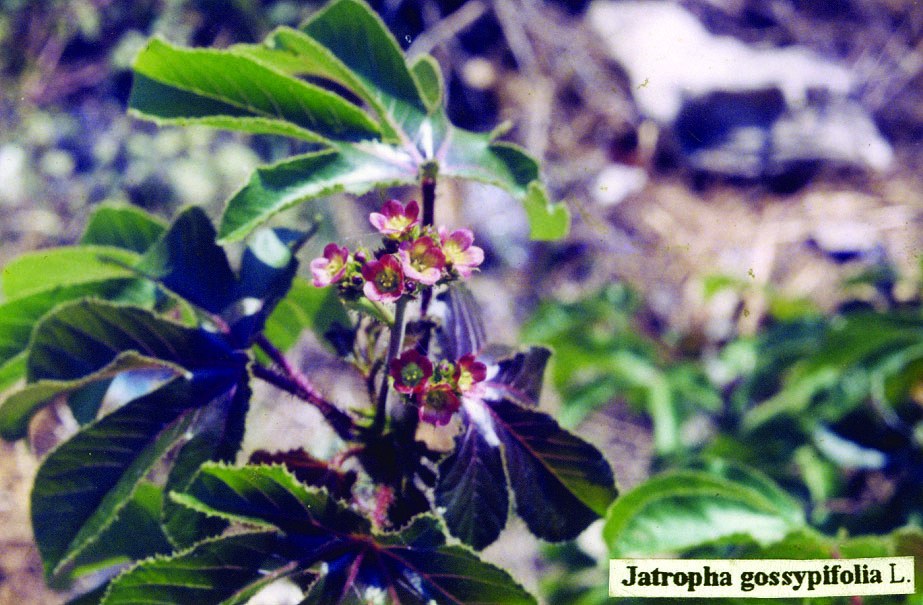 Jatropha%20gossypifolia.jpg