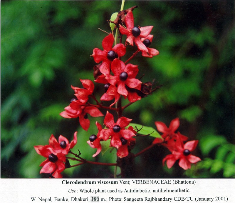 http://flora.huh.harvard.edu/FloraData/110/TaxonImage/Verbenaceae/Clerodendrum%20viscosum.jpg
