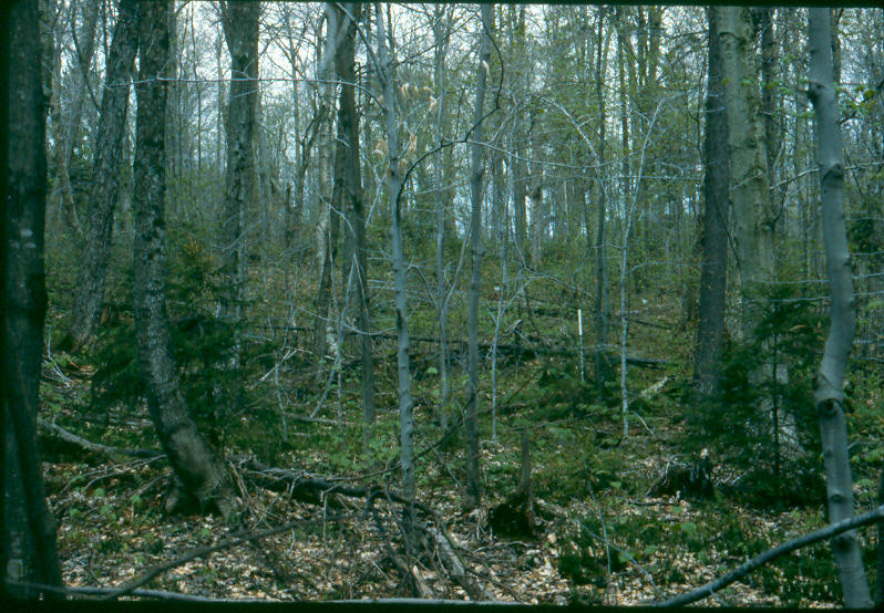 Beech Maple