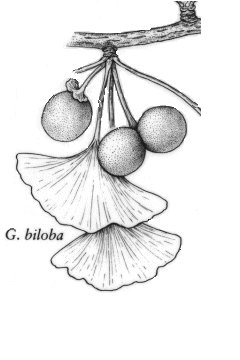 Ginkgo biloba