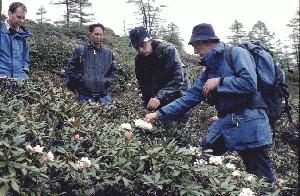 Rhododendron