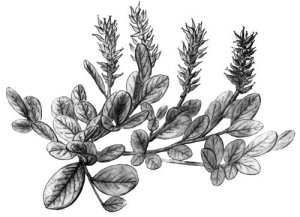 Salix ovalifolia. Frontispiece for volume 7. Drawn by John Myers
