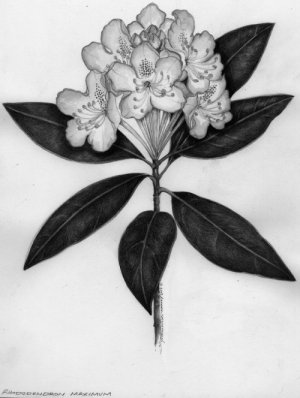 Rhododendron maximum. Frontispiece for volume 8. Drawn by Yevonn Wilson-Ramsey.
