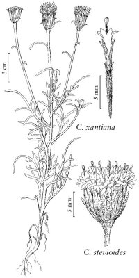 Basic drawing with 1 detail, plus 1 inset Chaenactis, drawn by Linny Heagy. Flora of North America, volume 21, page 406