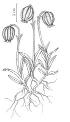 Silene uralensis subsp. uralensis drawn by Yevonn Wilson-Ramsey Flora of North America Volume 5, page 203